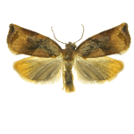 Apple moth