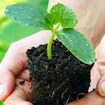 How to grow seedlings?