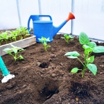 ¿Cómo plantar en invernadero?