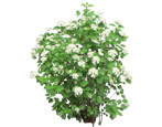 Elderberry: description, varieties, planting and care