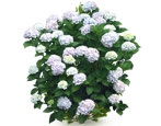 Hydrangea: varieties, cultivation, reproduction