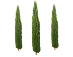 Cypress: mikä se on, miltä se näyttää ja miten sitä hoidetaan?