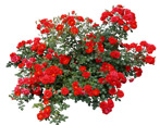 Keřové růže: odrůdy a pravidla péče