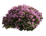 Lilac: odrůdy, pravidla pro výběr a péči