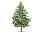 Pine: what it looks like and how old it lives, pros and cons