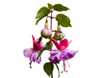 Fuchsia ampelös: Beschreibung, Pflege und Fortpflanzung, Krankheiten