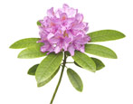Rhododendron: Was ist das, die Regeln des Pflanzens und der Pflege