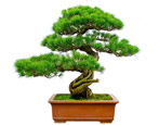 Co je bonsai: formy a tipy pro pěstování