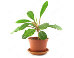 Euphorbia: popis, druhy a péče doma