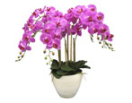 Orchidej: odrůdy, tipy pro výběr a pěstování