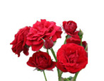 Eigenschaften und Anbau von Rosensorten Nina Weibul