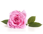 Rosa Rose: Arten, Sorten und Anbau