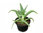 Aloe: vlastnosti, druhy, tipy pro pěstování