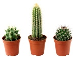 Vše o kaktusech: popis, druhy a pěstování