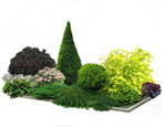 Trees, shrubs and flowers in landscape design